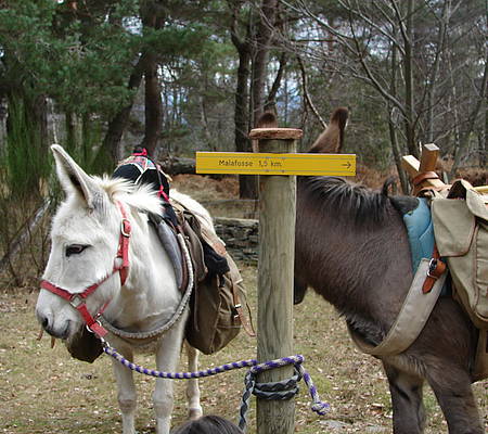 Randonnée avec un âne dans les Cévennes