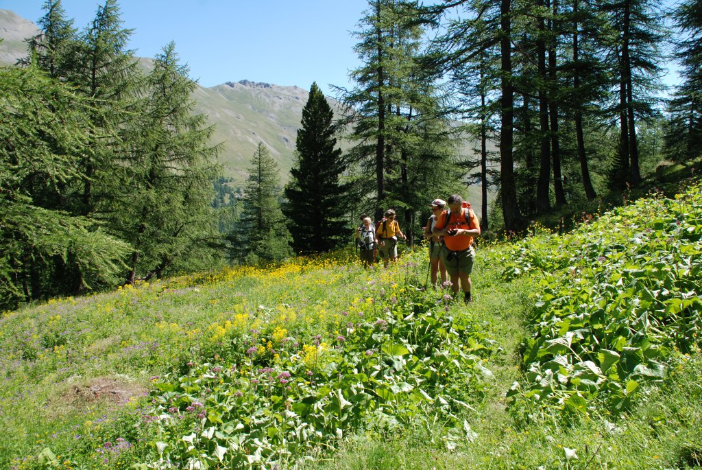 Le Queyras en été, entre forêt et alpages